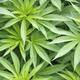 The Obama administration won't challenge Colorado's or Washington's marijuana laws. (Thinkstock)